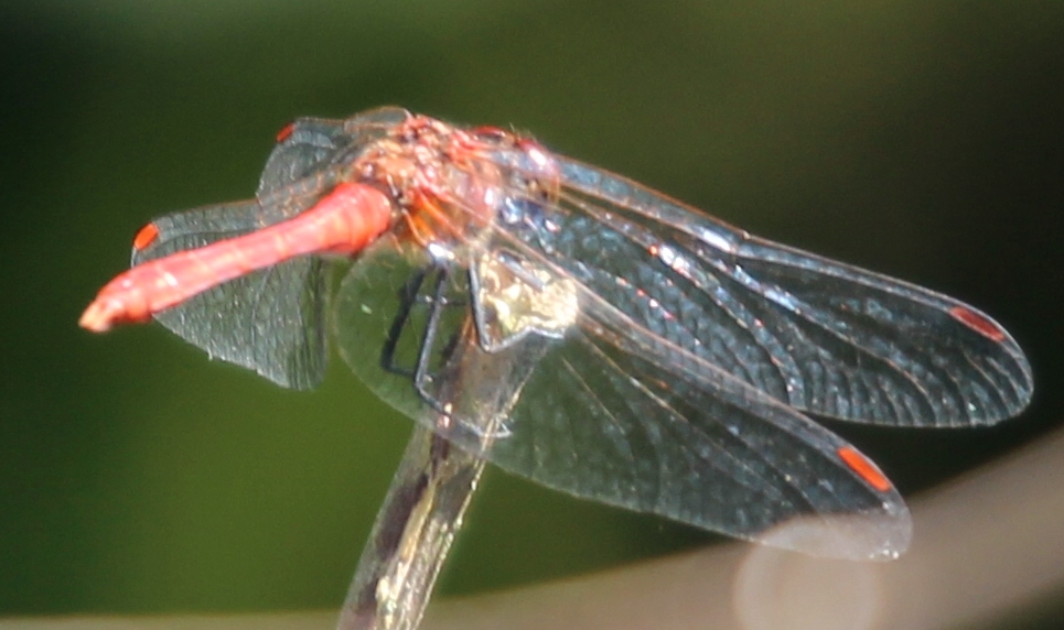 Sympetrum... quale?